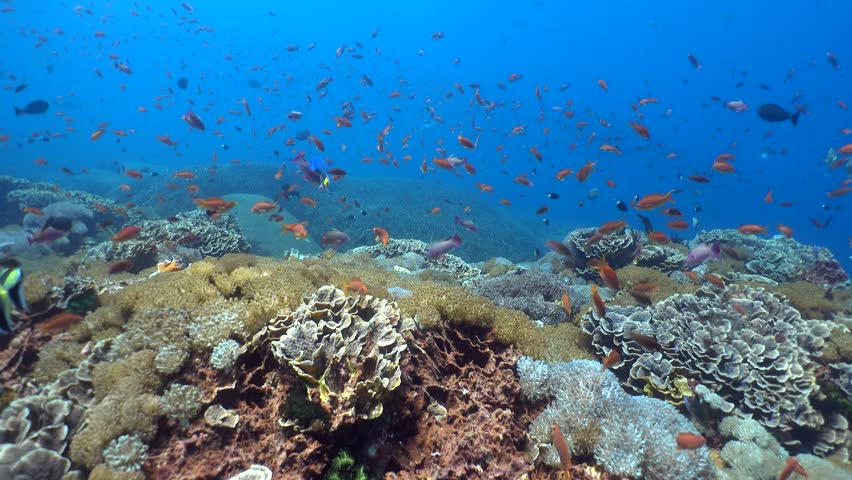 Artificial Reef In Coral Garden, Tulamben, Bali Stock Footage Video ...