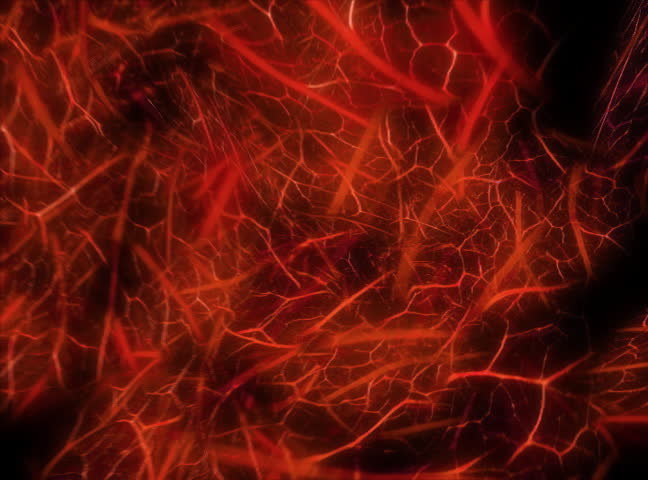 Abstract Background In Red Color Stock Footage Video 8795833 | Shutterstock