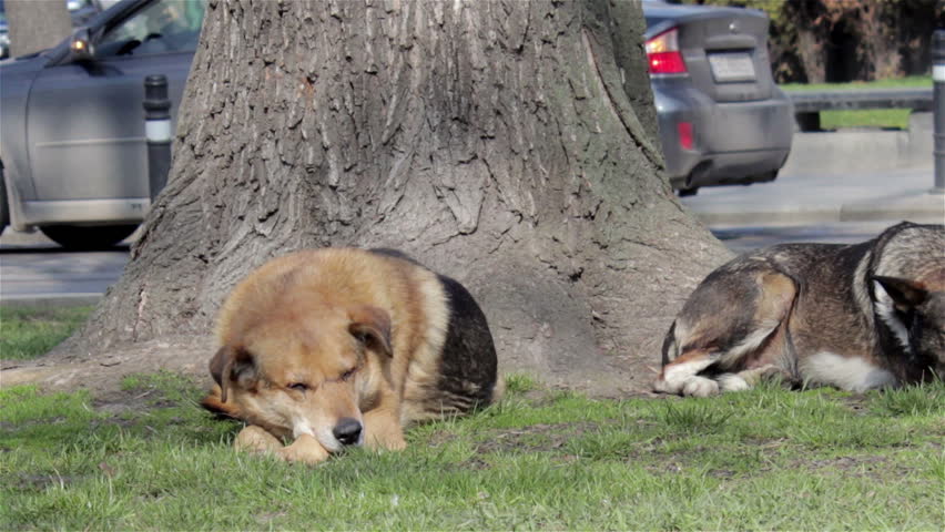 Dog Sleeping Near a Treeon Stock Footage Video (100% Royalty-free ...