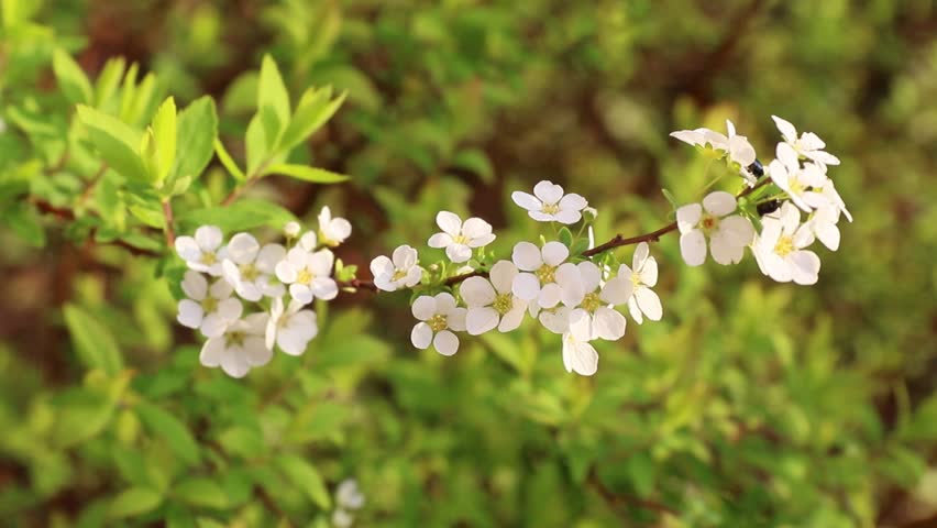 Спирея тунберга фото и описание кустарника фото