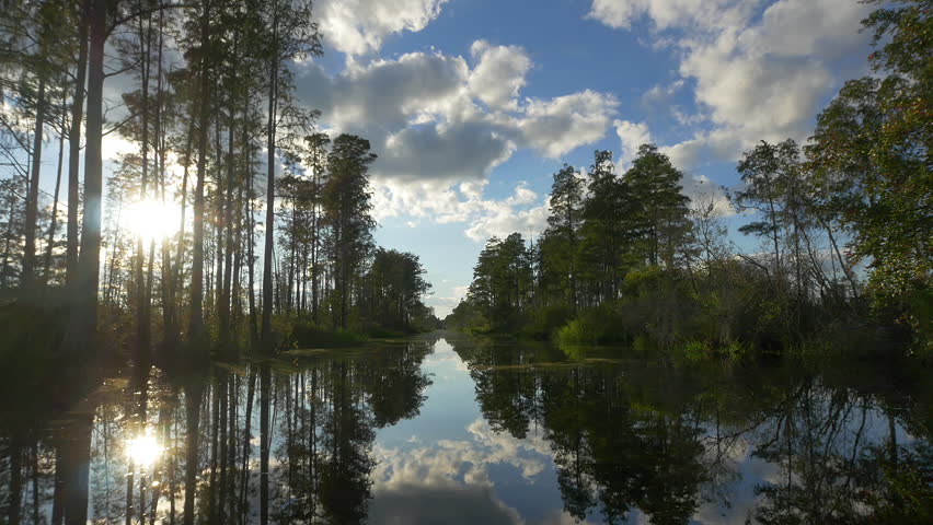 Swamp and Marsh Trees in Okefenokee National Wildlife Refuge image ...