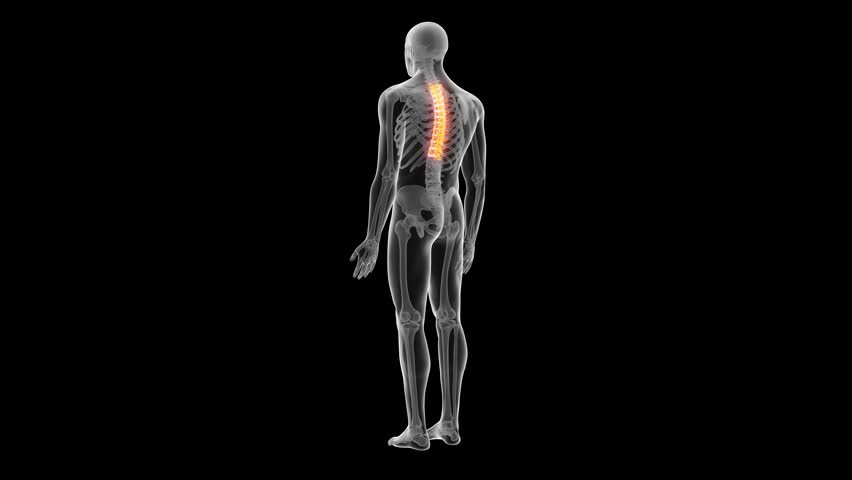Medical 3d Animation Of The Human Lumbar Spine Stock Footage Video ...