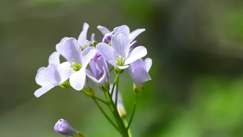 Header of cuckooflower