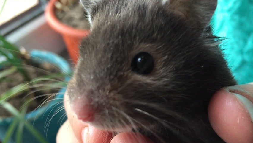 Hamster videó