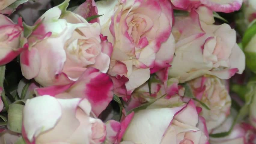 Gorgeous Pink Flowers Stock Footage Video 15291271 Shutterstock Florist Putting Together An Arrangement Of Roses Flowers Hd Stock Video Clip