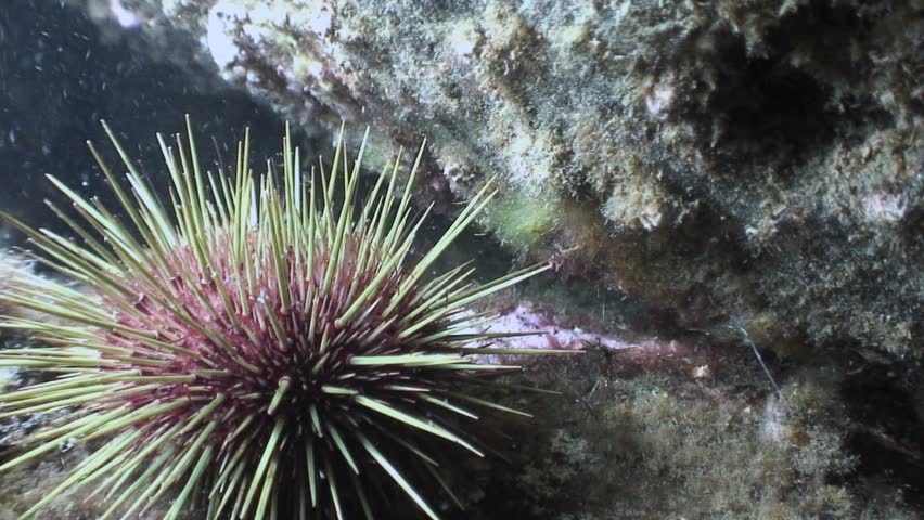 Header of Echinoidea