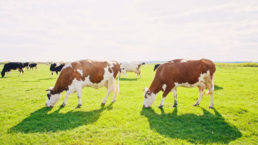 game theory grazing cow Grazer: the large grazing mammals of the north american prairies included the bison and pronghorn antelope, whose typical predator was the gray game theory. game theory grazing cow Grazer: the large grazing mammals of the north american prairies included the bison and pronghorn antelope, whose typical predator was the gray game theory.