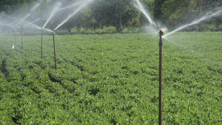 Sprinkler Irrigation for Crop Stock Footage Video (100%