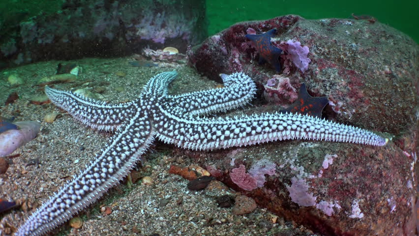 Large Starfish On Sea Bottom In Search Of Food. Amazing Multi Color ...