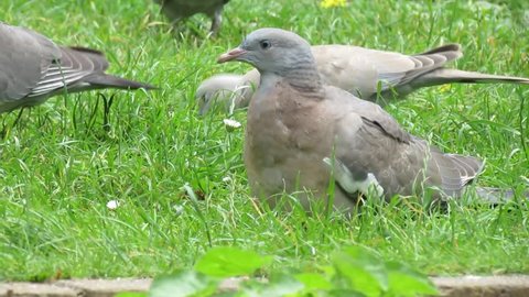 Young Wood Pigeon Or Squab Stock Footage Video 100 Royalty Free Shutterstock