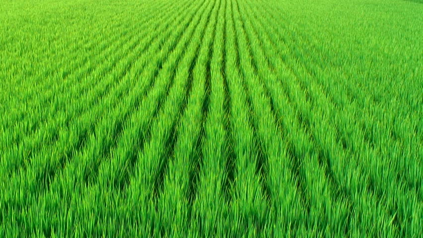 paddy field Paddy field official channel //// 所属アーティスト ///// kobore your browser does not currently recognize any of the video formats available. paddy field Paddy field official channel //// 所属アーティスト ///// kobore your browser does not currently recognize any of the video formats available.