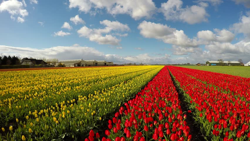 Aerial Of Tulip Field Moving Backwards Slow And Low Showing Different ...