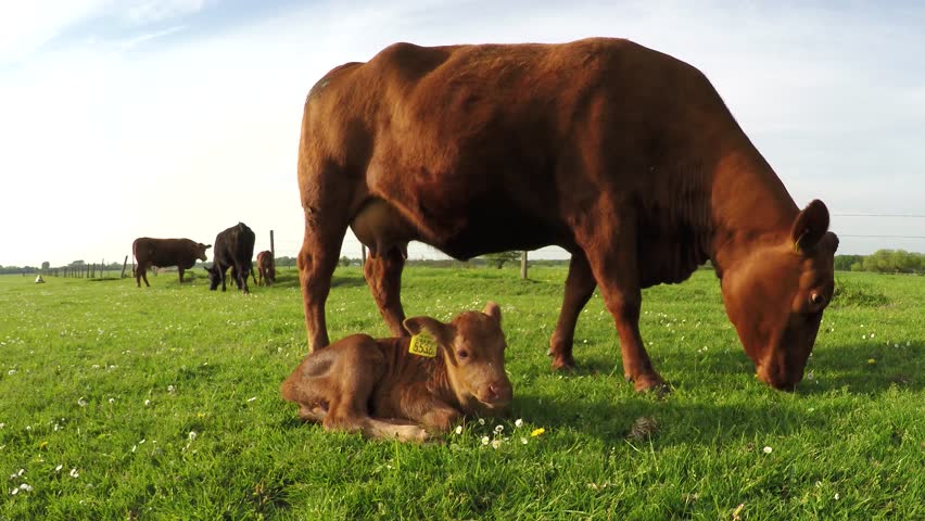 Download Cow Stock Footage Video | Shutterstock