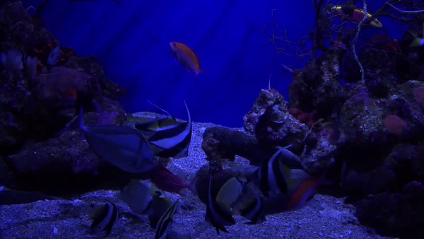 Stock Video Clip of topical fish | Shutterstock