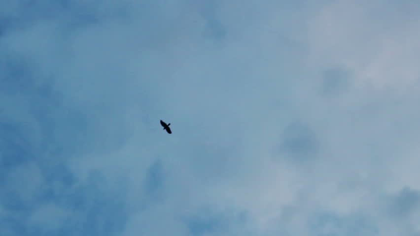 Bird flying in the sky with evening light image - Free stock photo ...