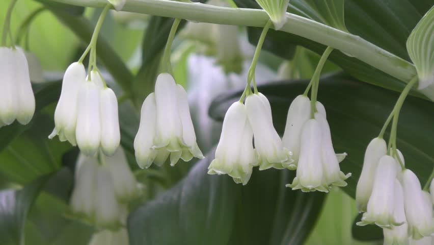 Bell Shaped Flowers Stock Footage Video Shutterstock White Flowers Bells Solomon S Seal In Spring Morning