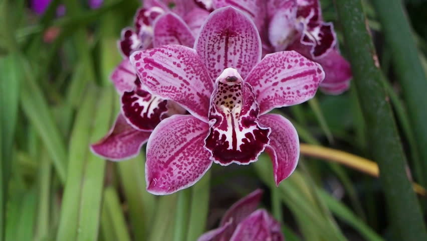 Header of cymbidium