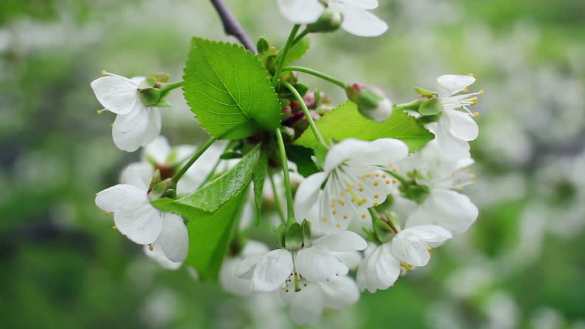 White Flowers On Cherry Tree Spring Background White Flowers On Blossoming Cherry Tree In Spring Bunch Of And Green Leaves