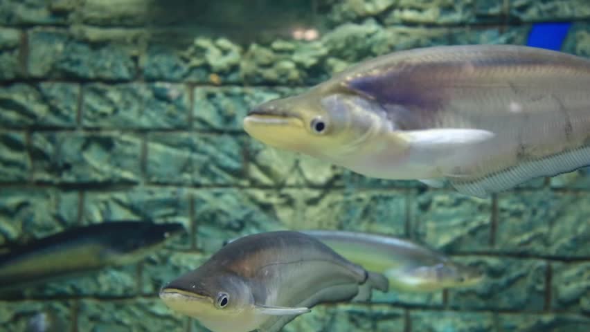Header of siluridae