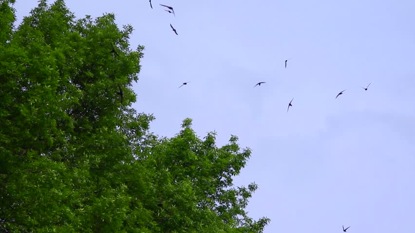 Header of Alpine Swift