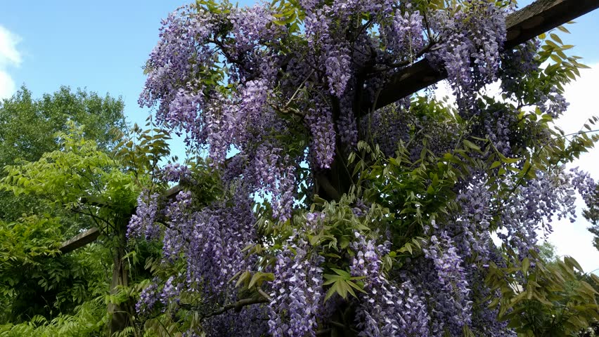 Wisteria Sinensis In Bloom Climbing And Sprawling Over A Pergola