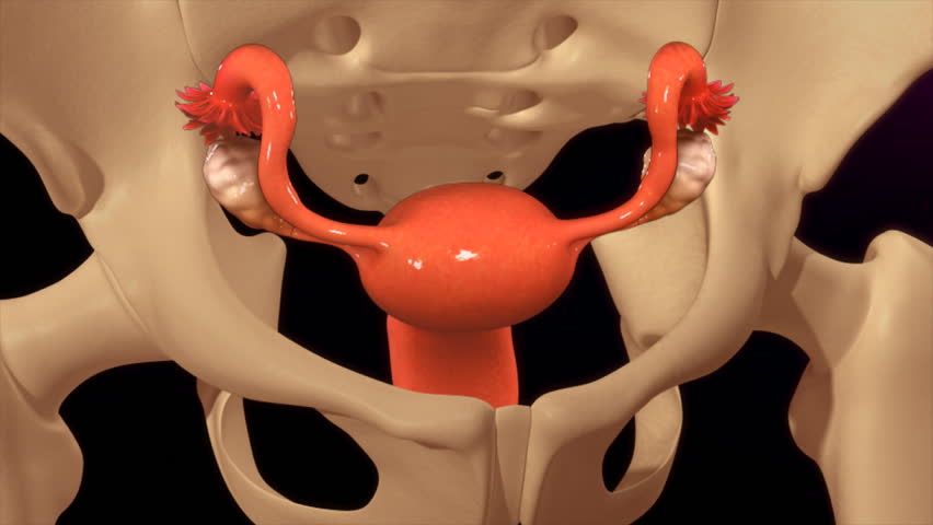 Header of oophorectomy