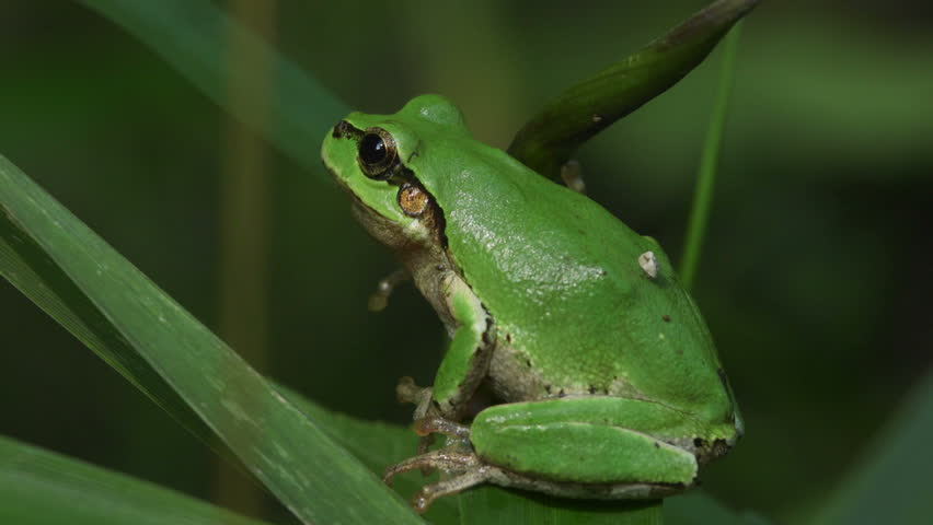 Resultado de imagem para Hyla japonica