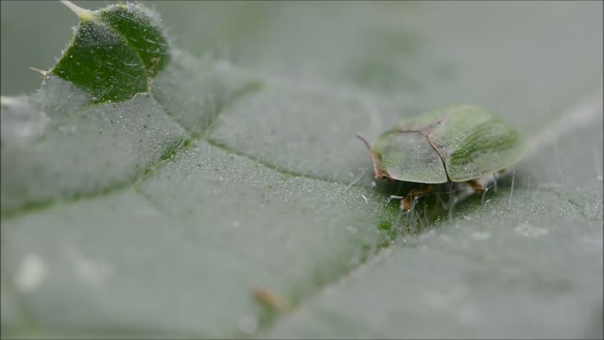 Header of pronotum