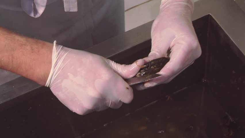 Restaurant Kitchen Gloves cook in gloves scrubbing raw mussels in sinkknife. colander Restaurant Kitchen Gloves cook in gloves scrubbing raw mussels in sinkknife. colander