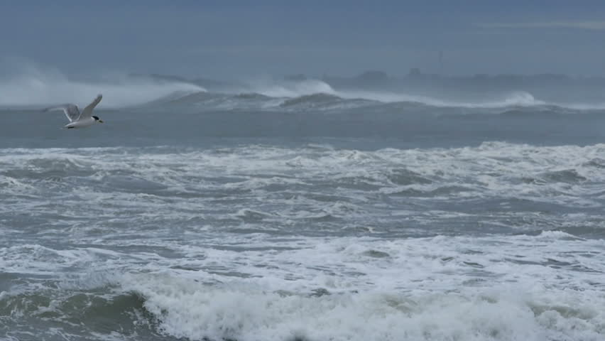 Header of petrel