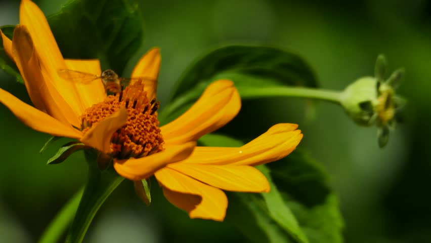 Header of Flit