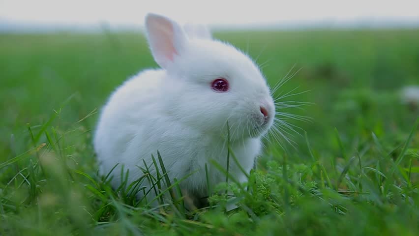 bunny blanc