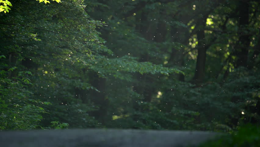 Header of ephemera