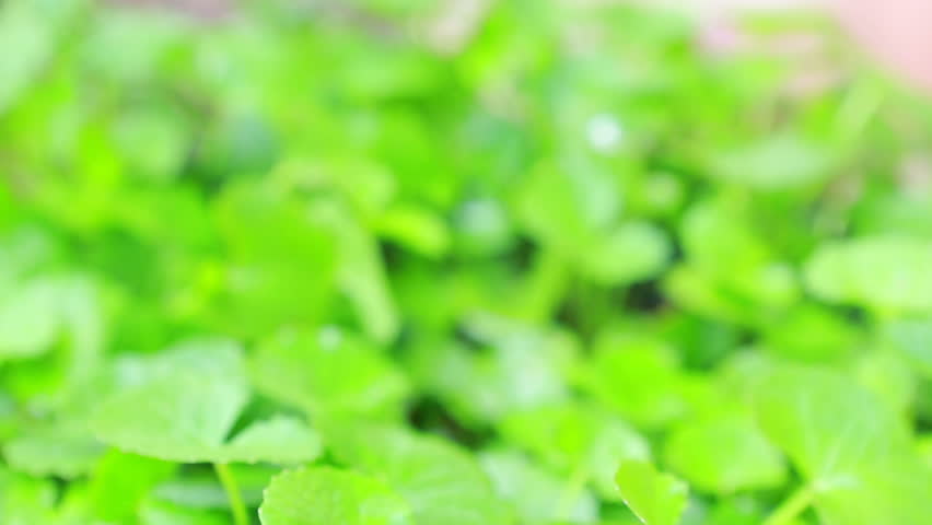 Header of kola