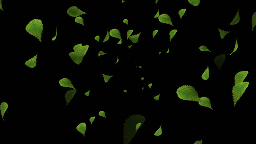 Leaf Pattern Overlay | loop alpha channel leaf falling in forest overlay for Leaf Pattern Overlay | loop alpha channel leaf falling in forest overlay for