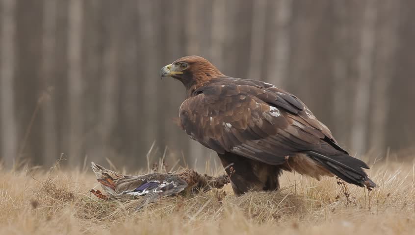 Golden Eagle Feeding On Kill Stock Footage Video 100 Royalty Free 17652358 Shutterstock