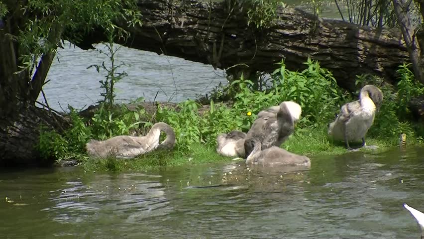 Header of Swan