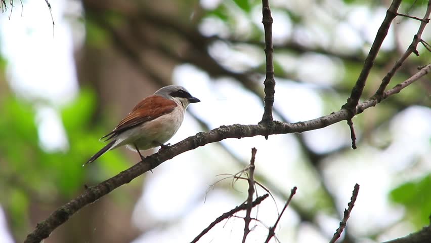 Header of Red-Backed Shrike