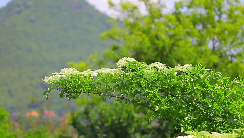 Header of bourtree