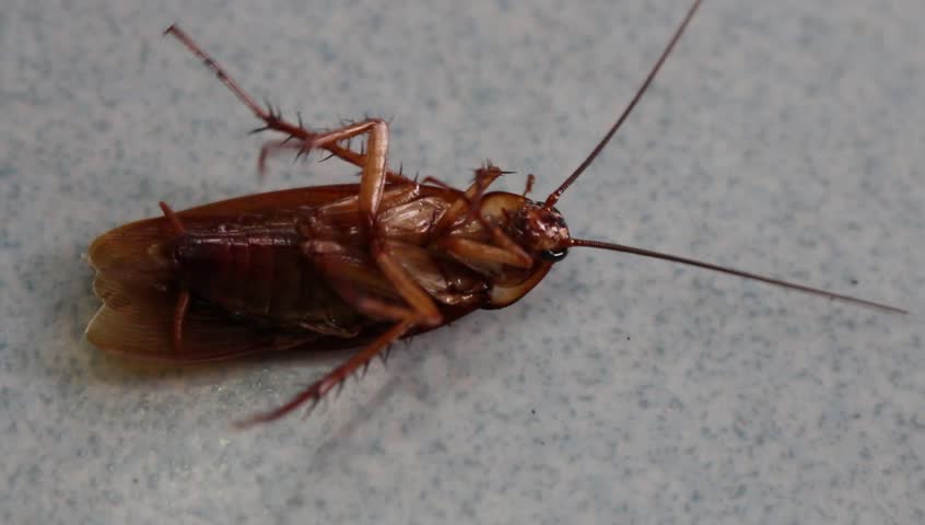 A Dying Cockroach Stock Footage Video 2843725 | Shutterstock