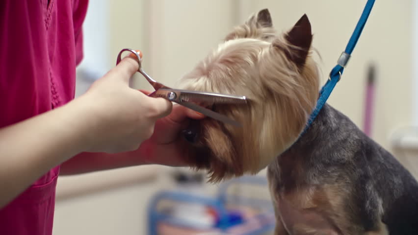Hd00 25female Groomer Using Thinning Shears To Cut Hair From