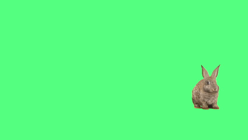 Header of rodent
