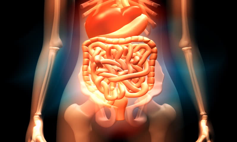 Digestion Stock Footage Video | Shutterstock