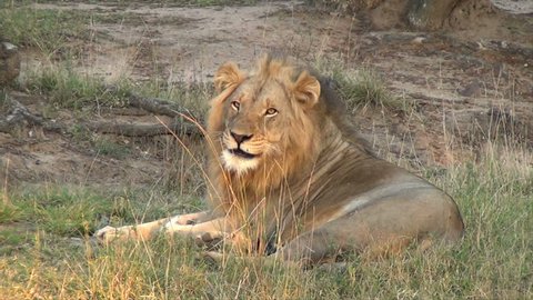 Male Lion Scratches Cleans Himself Stock Footage Video (100% Royalty-free) 1799798 | Shutterstock Male Lion Scratches Cleans Himself Stock Footage Video (100% Royalty-free) 1799798 | Shutterstock