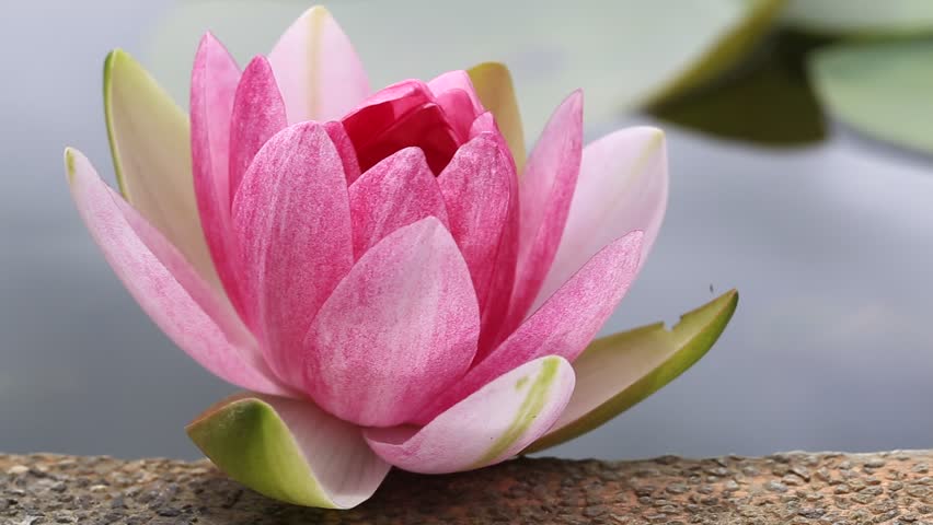 Stock Video Of Pink Lotus On Water, Swaying By 