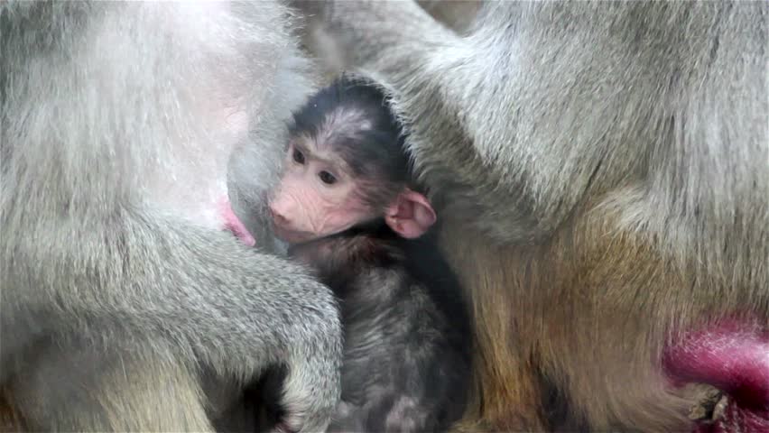 Cute Baby Monkey Suckling From Stock Footage Video 100 Royalty