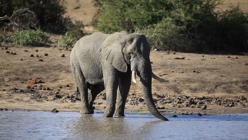 Asian Elephant Calf Covered With Mud After Wallowing Drinking Water ...