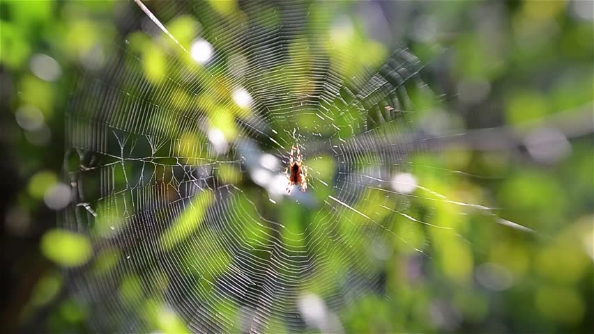 Header of Araneae