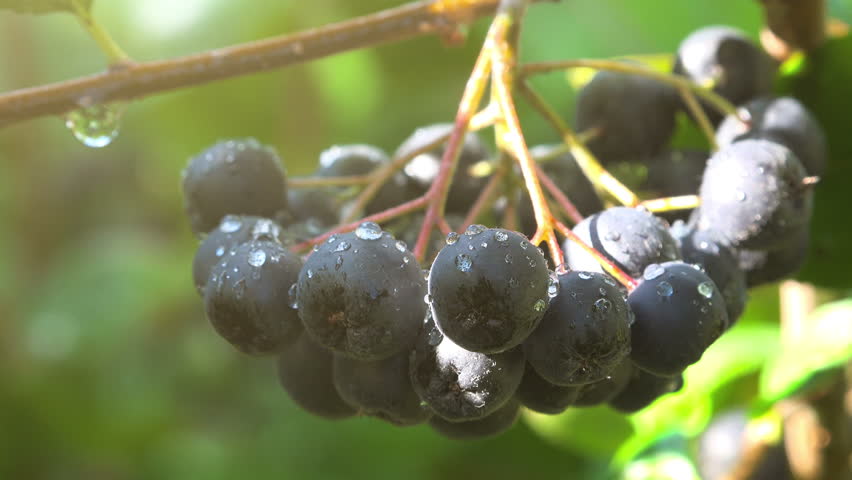 Header of fruitful