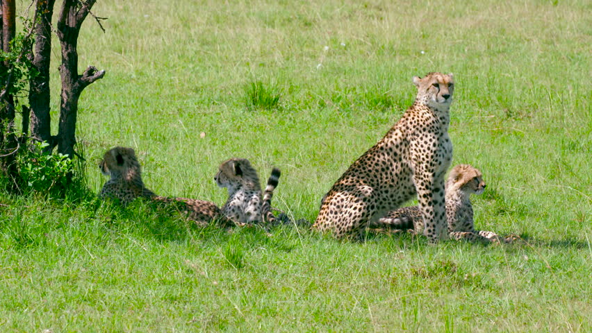 cheetah-cubs-image-free-stock-photo-public-domain-photo-cc0-images
